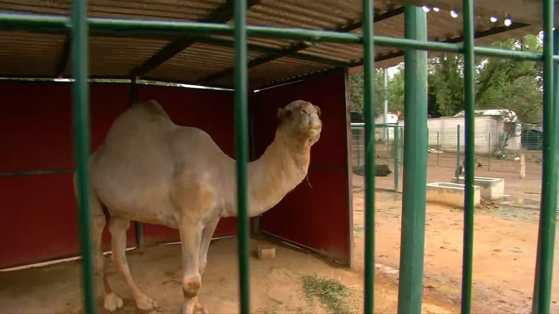 Zoológico de Tulancingo Recibe a 22 Animales Rescatados