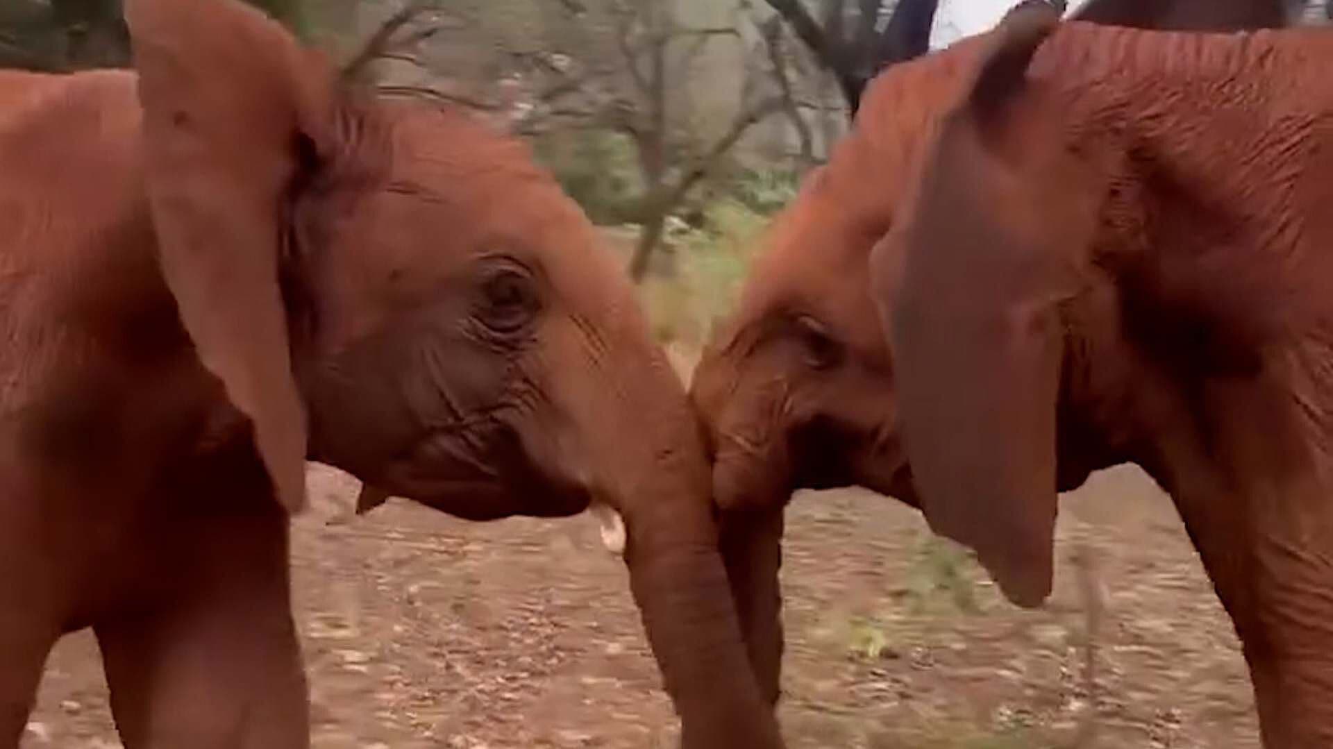 Elefante Huérfano Juega con su Amigo en un Refugio
