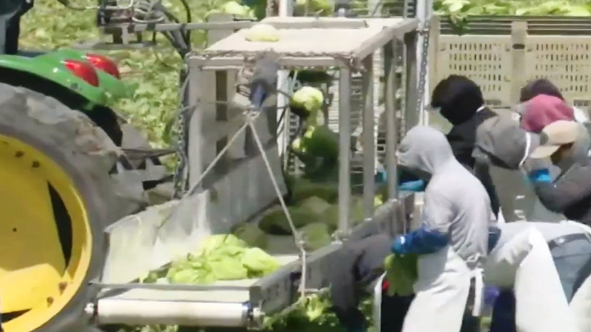 Brote de Cyclospora en Estados Unidos Sí se Originó en Guanajuato