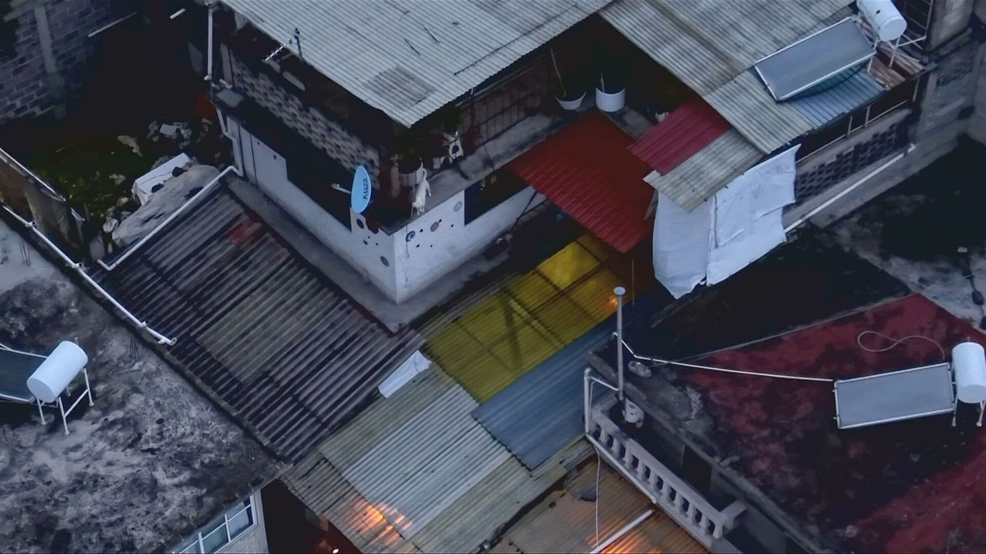 Activistas Piden Rescatar a Perritos en Condición de Abandono en CDMX