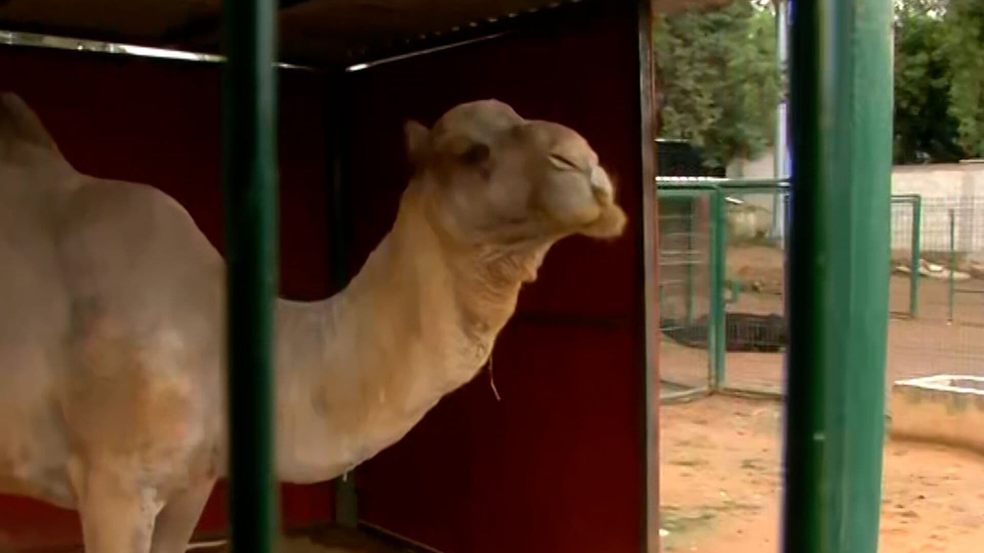 Zoológico de Tulancingo Recibe a 22 Animales Rescatados por Maltrato