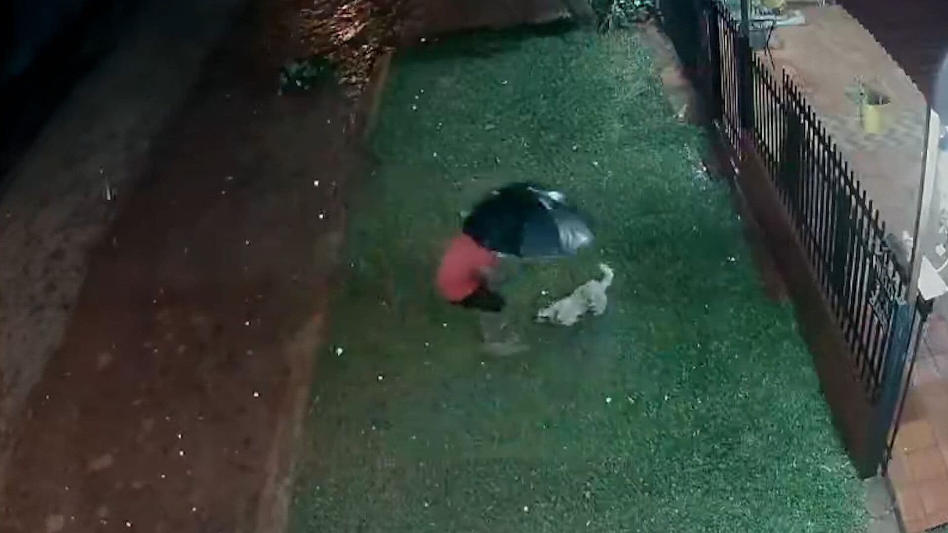 Granizo del Tamaño de una Pelota Golpea a Perro en Paraguay