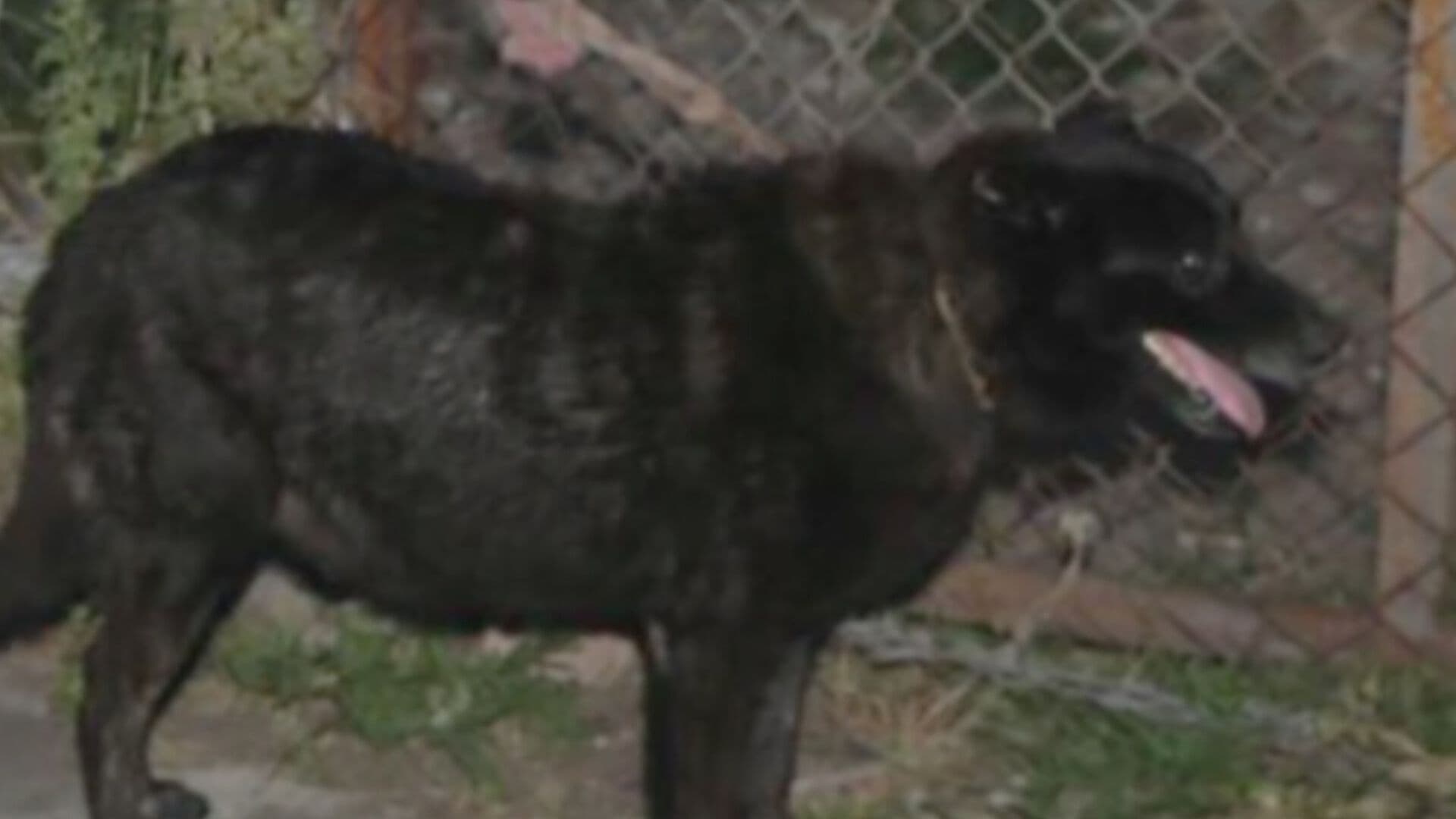 Sin Agua y en Pésimas Condiciones: Rescatan a Perro tras Cateo en Morelia, Michoacán