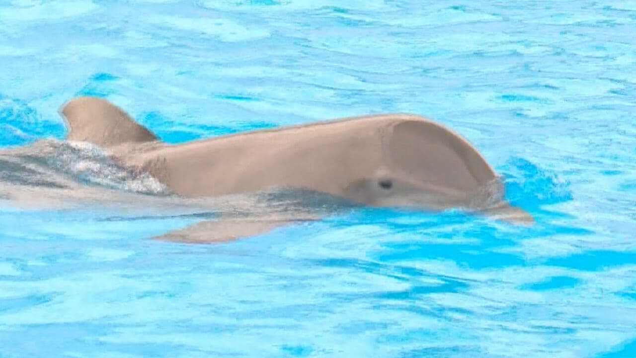 Muere Moana, Delfín Nariz de Botella, en Delfinario Sonora; Analizan las Causas