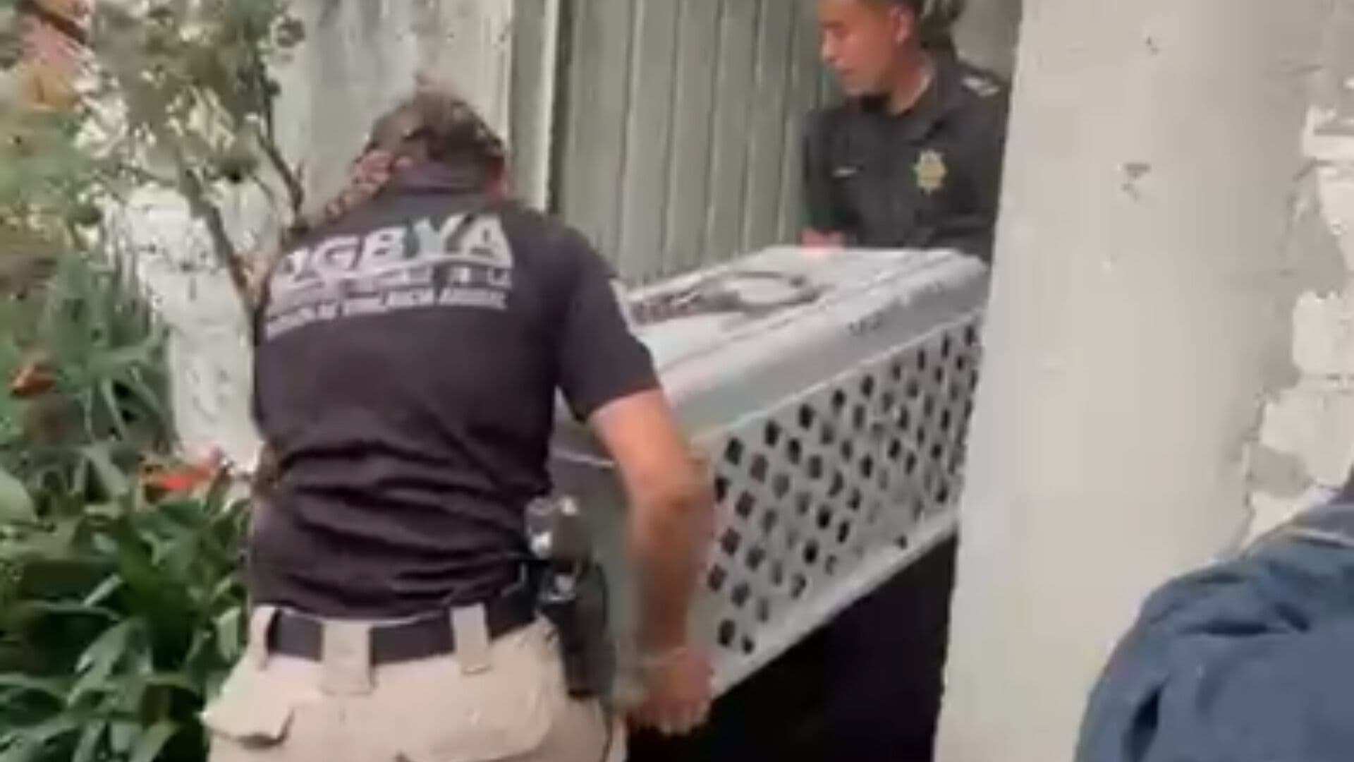 Rescatan a Perros y Gatos de Predio en Tlalpan Denunciado como Criadero Clandestino