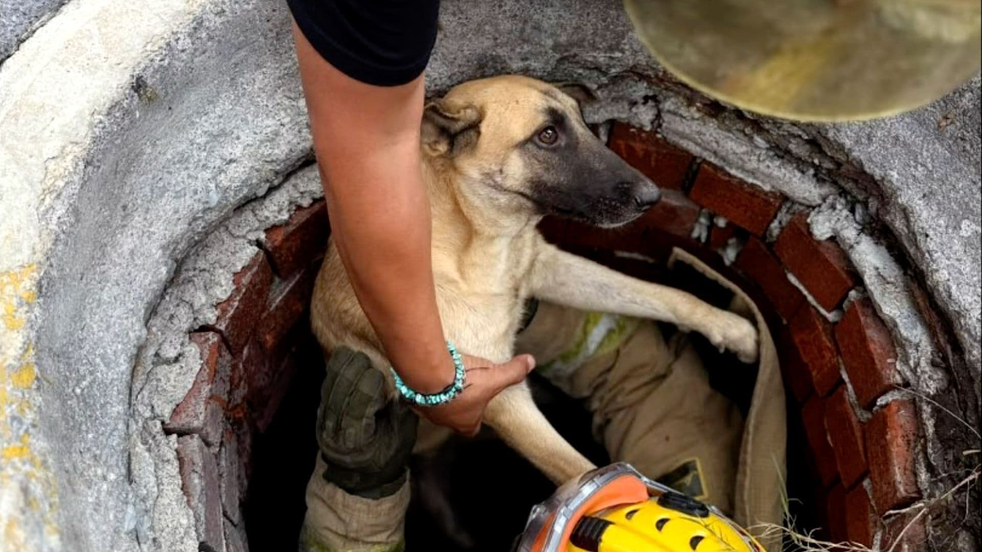 Rescatan a Perro Atrapado en Registro de Agua y Drenaje en Santa Catarina, NL