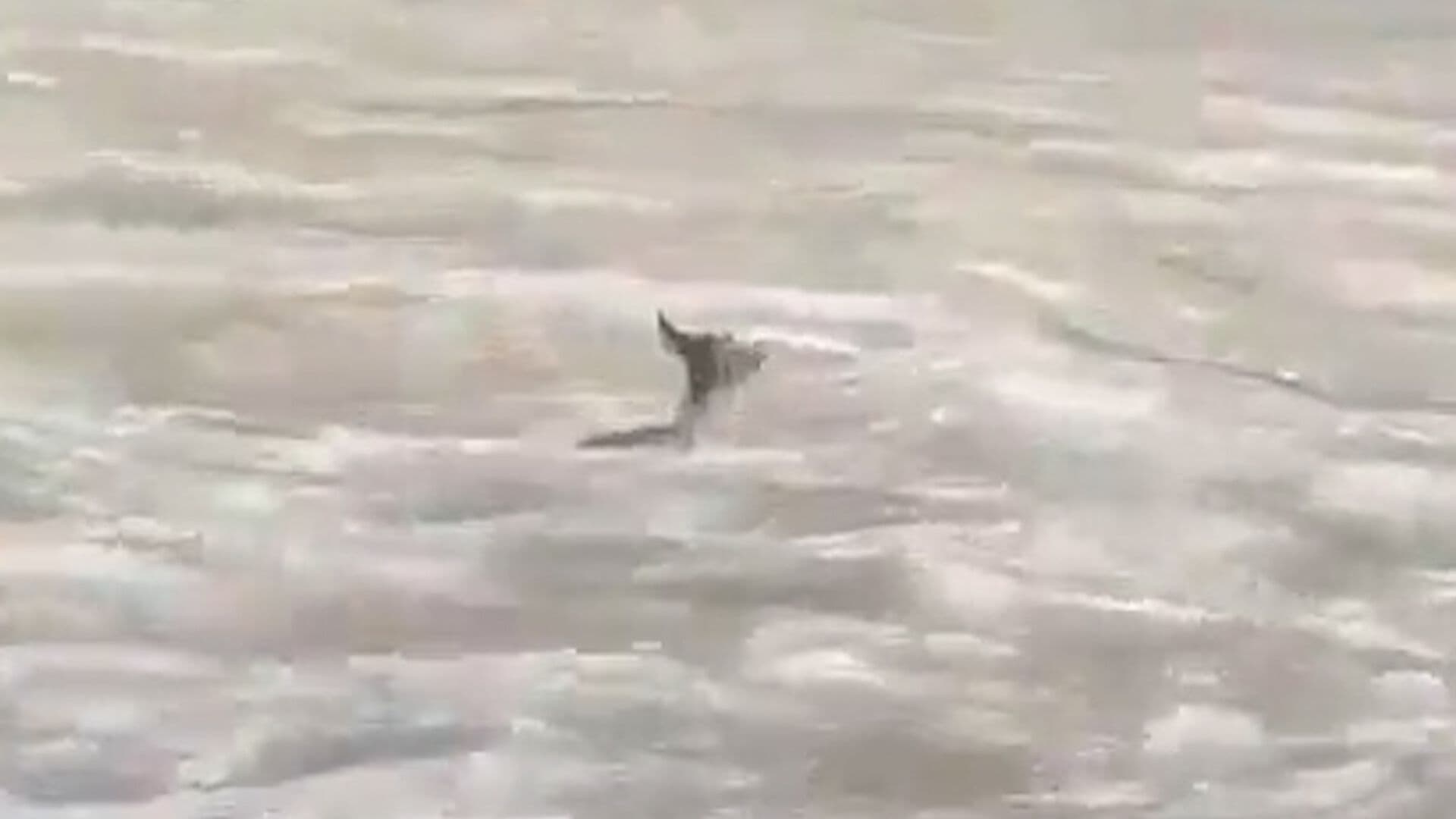 Torrente de Agua Arrastra a Venado en Calles de Nuevo León