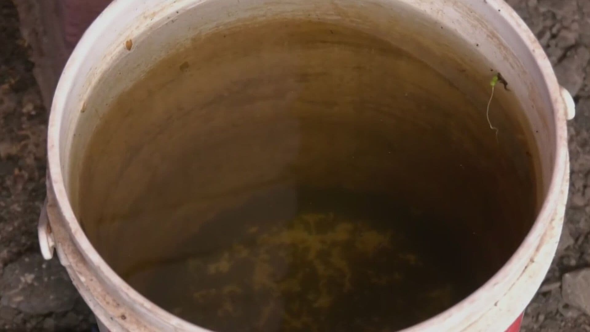 Vecinos de Ecatepec Denuncian Muerte de Mascotas tras Beber Agua Sucia