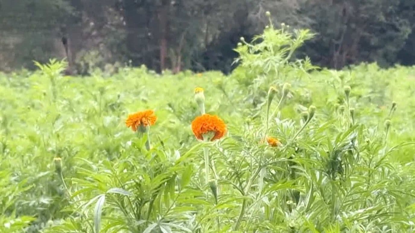 Comienza a Florecer el Cempasúchil en Campos de Ciudad Juárez