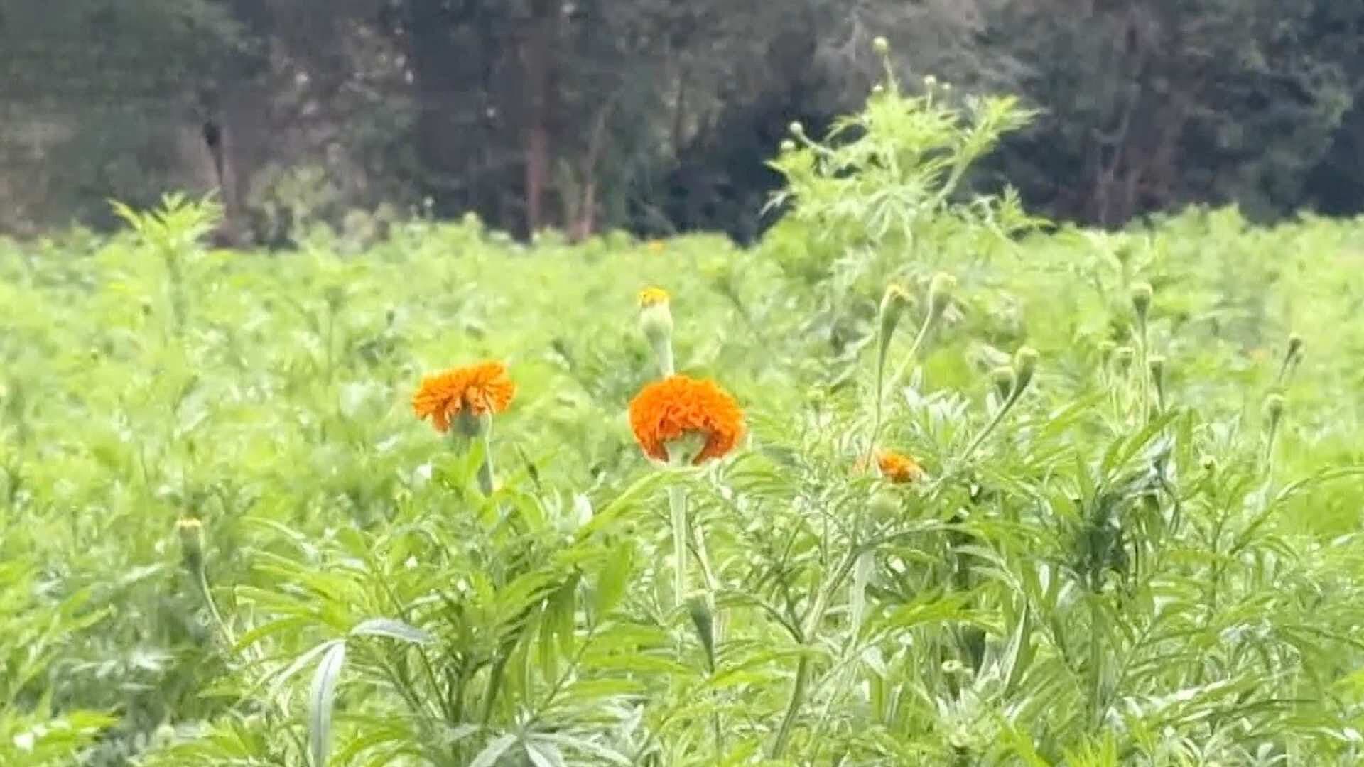 Comienza a Florecer el Cempasúchil en Campos de Ciudad Juárez