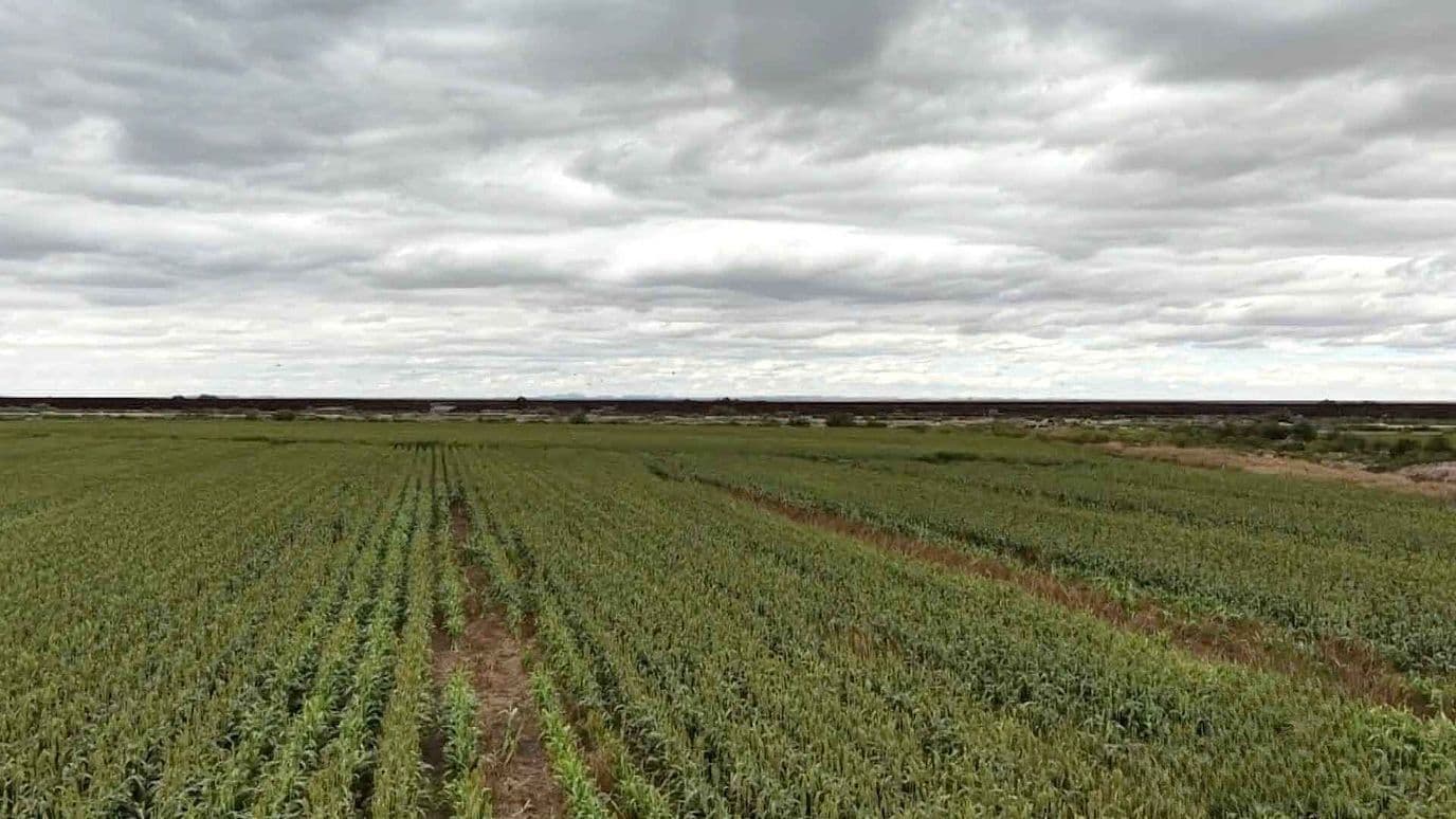 Lluvias Afectan Cultivos de Agricultores en el Valle de Juárez