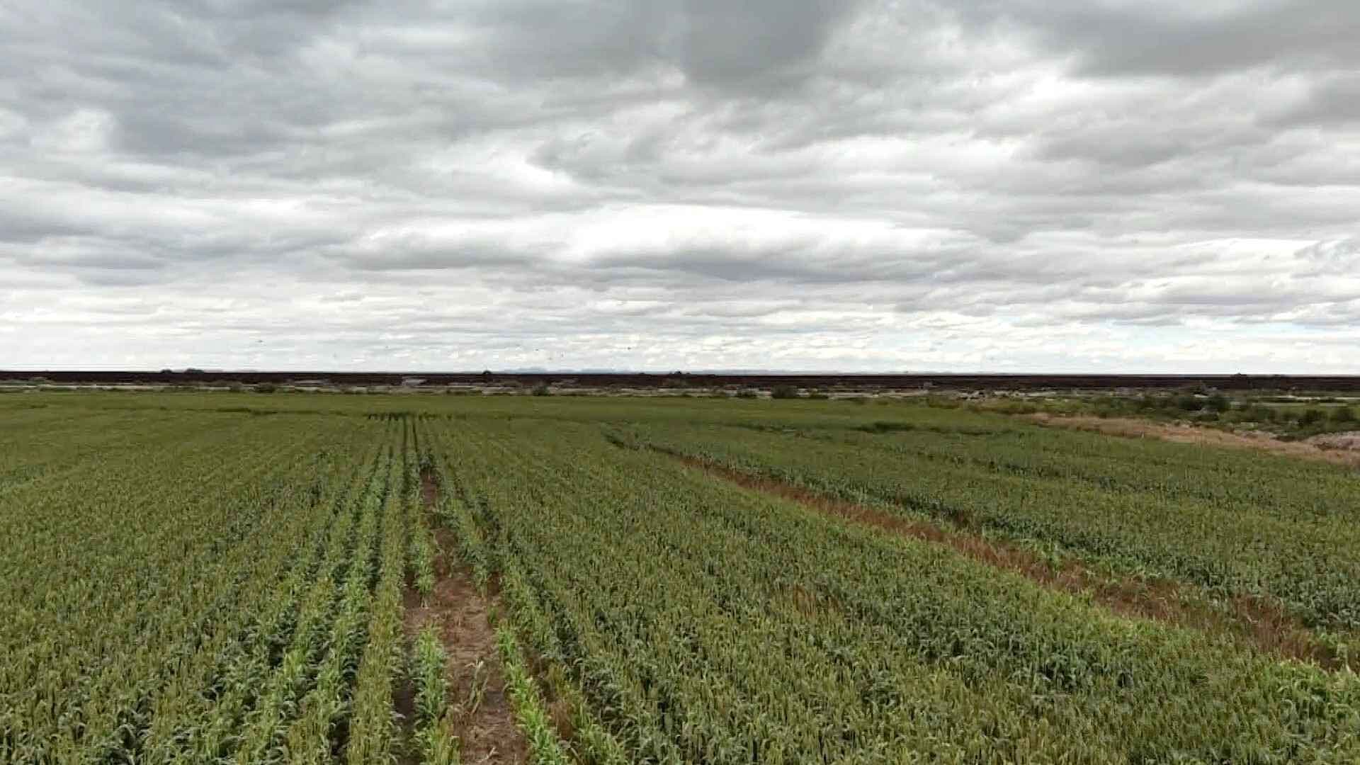 Lluvias Afectan Cultivos de Agricultores en el Valle de Juárez