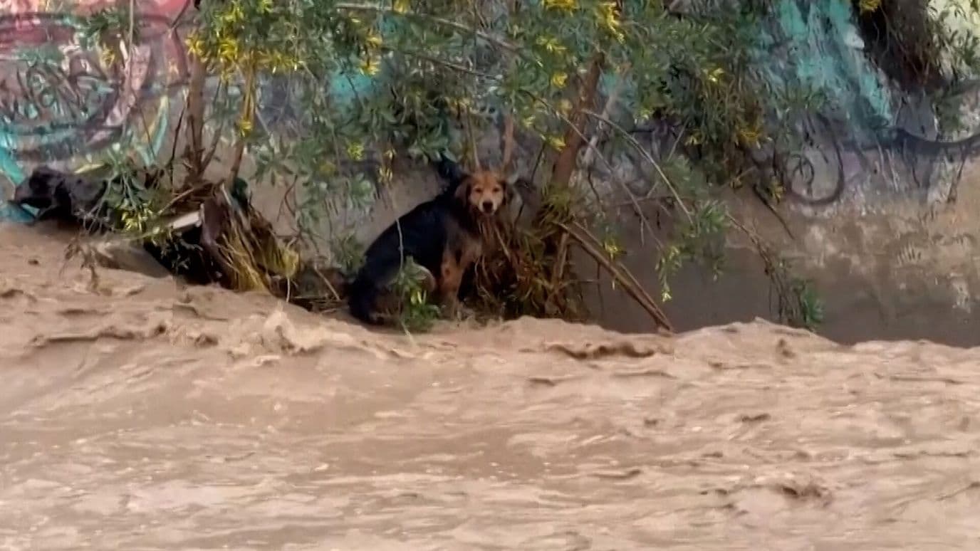 Así Rescataron a Morocho, un Perro Callejero en Chile