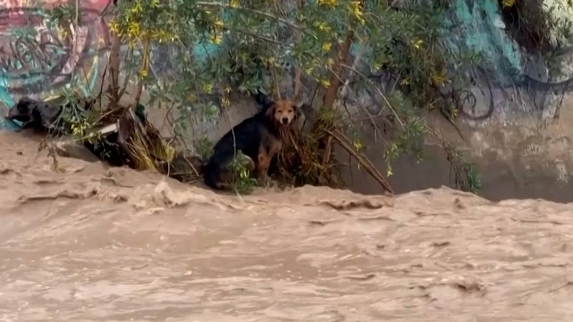 Así Rescataron a Morocho, un Perro Callejero en Chile