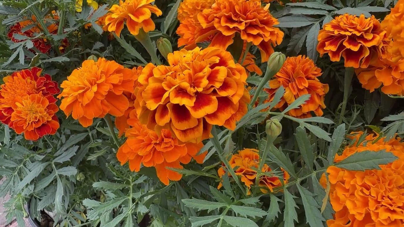 Cempasúchil en Querétaro: Así se Prepara la Flor que da Vida al Día de Muertos