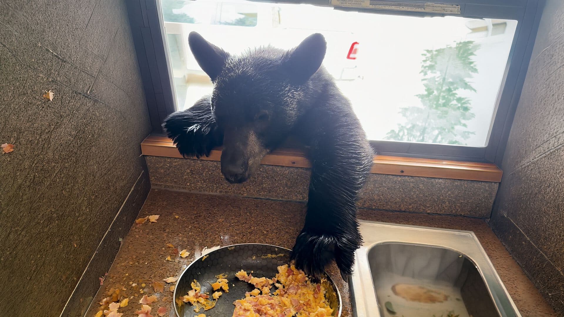 Oso 'Se Invita a Comer Huevo' con Familia en Coahuila