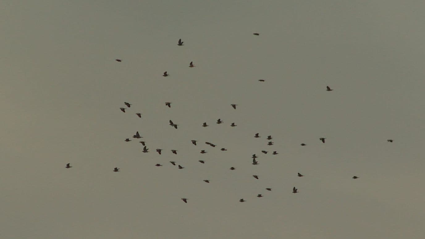Ha Comenzado la Temporada de Aves Migratorias en Varias Regiones de Veracruz