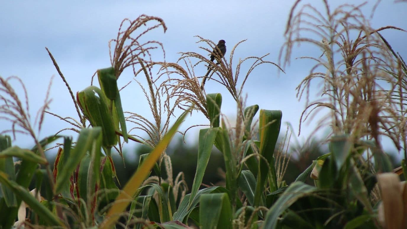 En 2025, Productores Agrícolas Reportaron Afectaciones por Factores Climáticos
