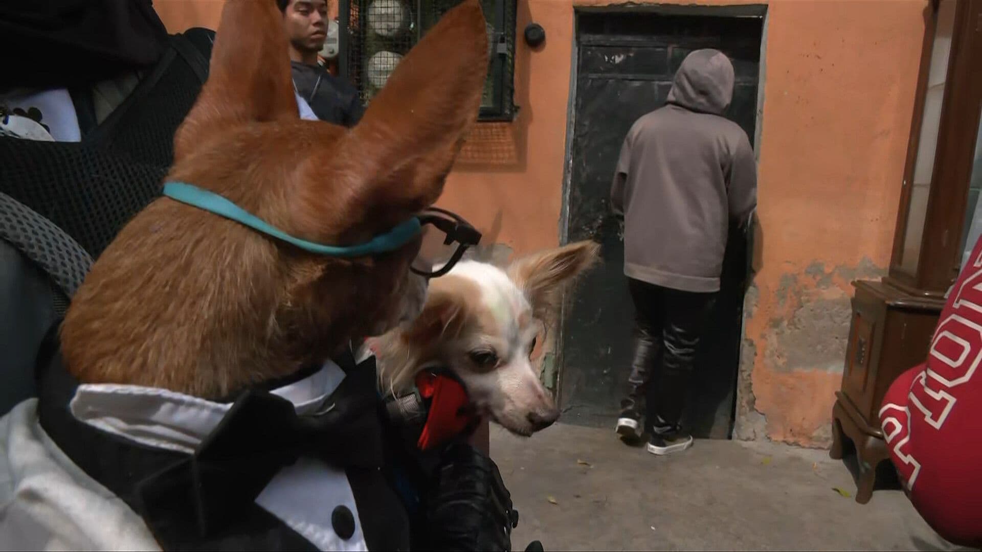 Denuncian Hacinamiento de Perros y Gatos en la Colonia Mexicaltzingo, Iztapalapa