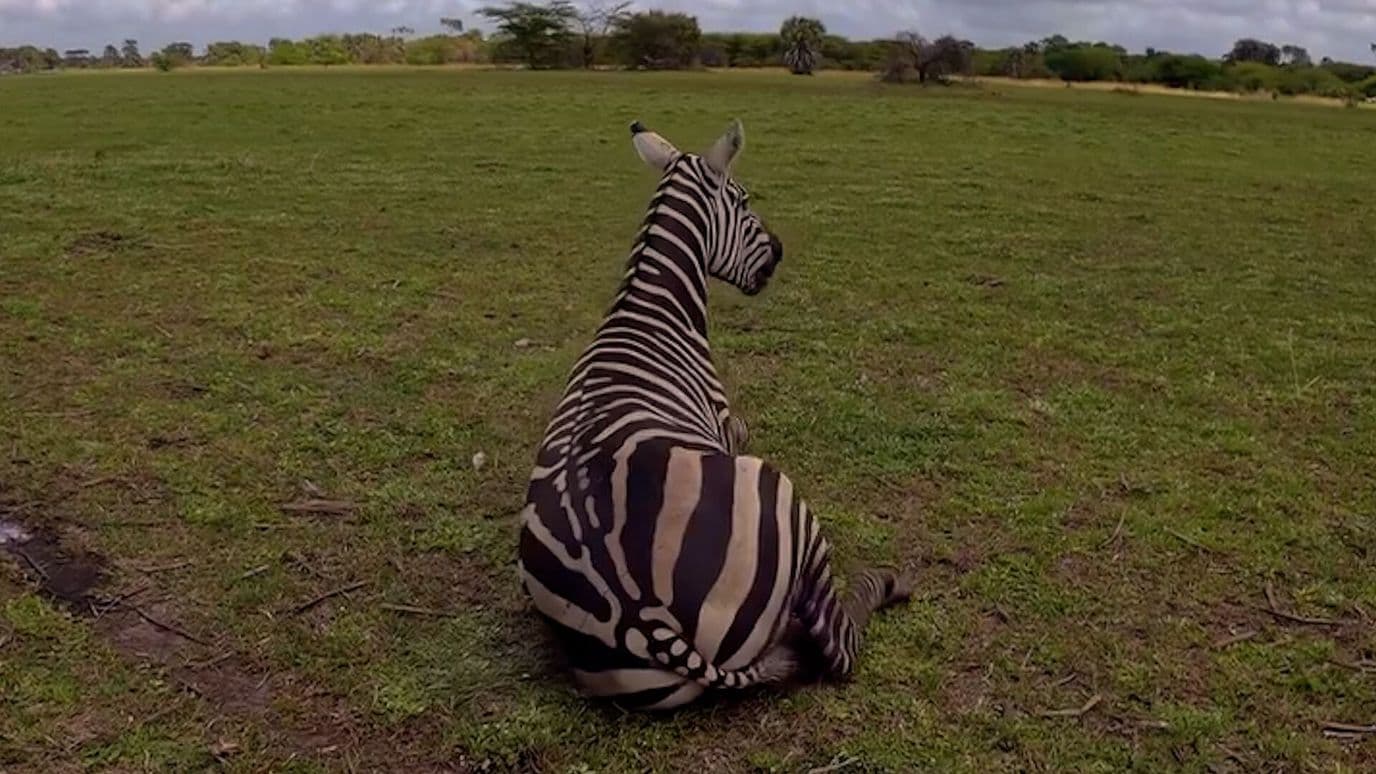 Salvan a Cebra a Punto de Perder la Pata en Kenia