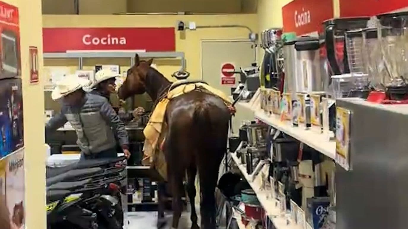 Caballo Causa Destrozos en Tienda de Electrodomésticos en Edomex