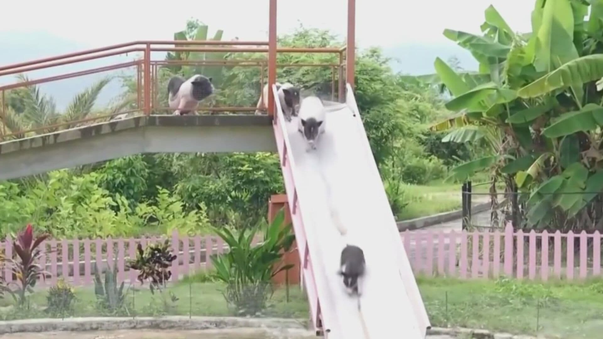 Video | Inauguran Parque Acuático para Cerdos