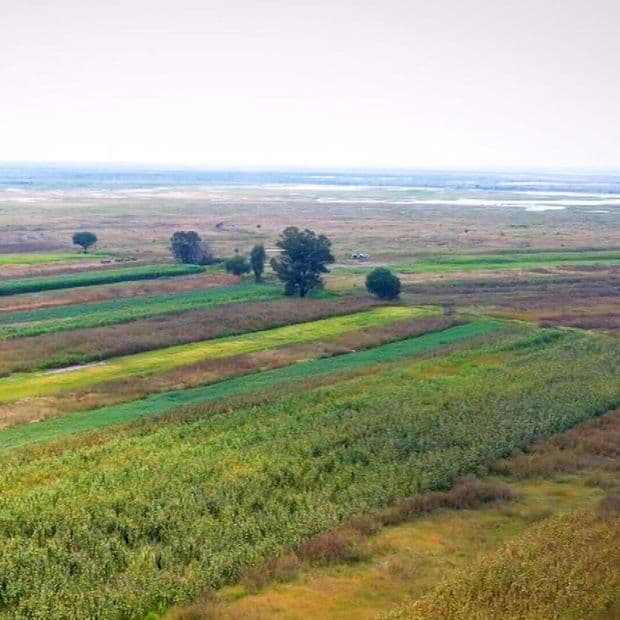 Ejidatarios de Atenco Transforman Terrenos del Cancelado Aeropuerto en Campos de Cultivo