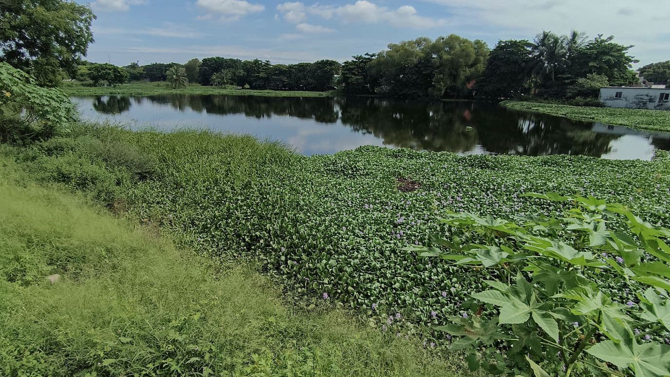 Veracruzanos Inscriben el Proyecto Ambiental Sendero Interpretativo Ante la ONU