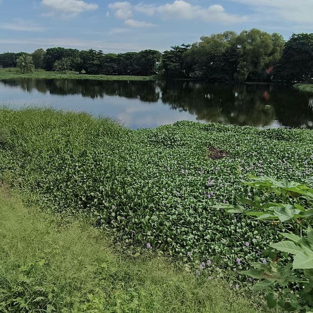Veracruzanos Inscriben el Proyecto Ambiental ‘Sendero Interpretativo’ Ante la ONU