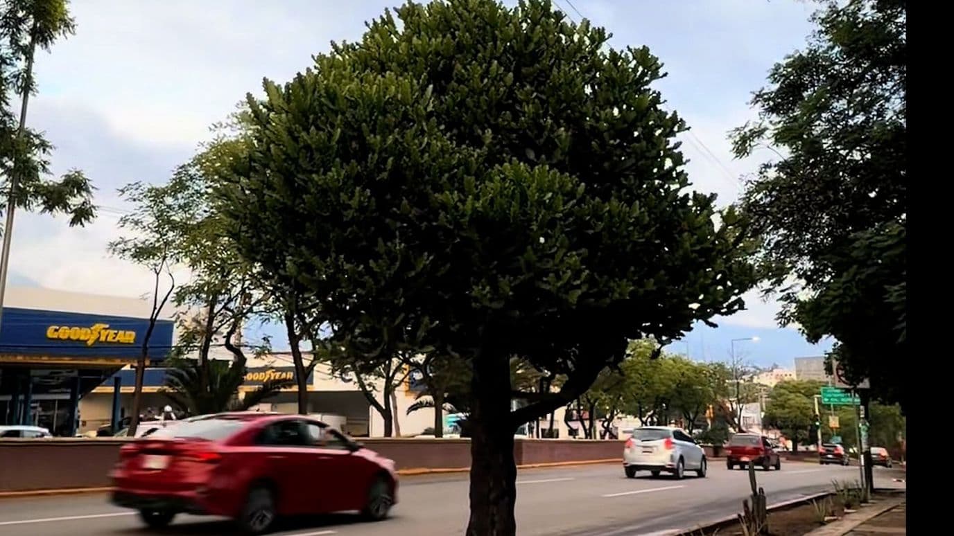 Hallan Gran Árbol de Euphorbia Repleto de Gorriones