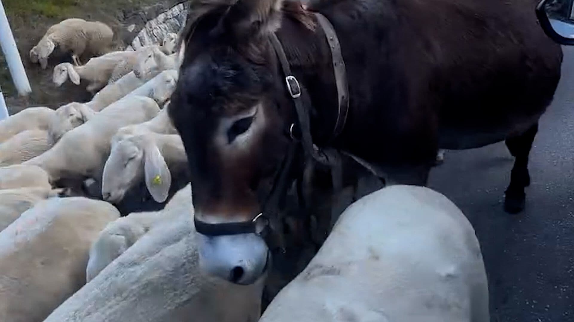 Auto Queda en Medio del Paso de Caballos, Burros, Ovejas y Ponis en Italia