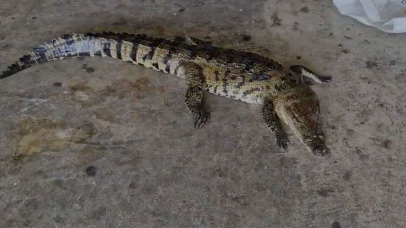 Captan a Cocodrilo en el Canal Anzaldúas en Reynosa, Tamaulipas