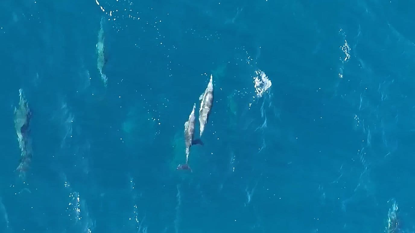 Delfines Nariz de Botella Sorprenden con su Vida en Grupo en el Golfo de California