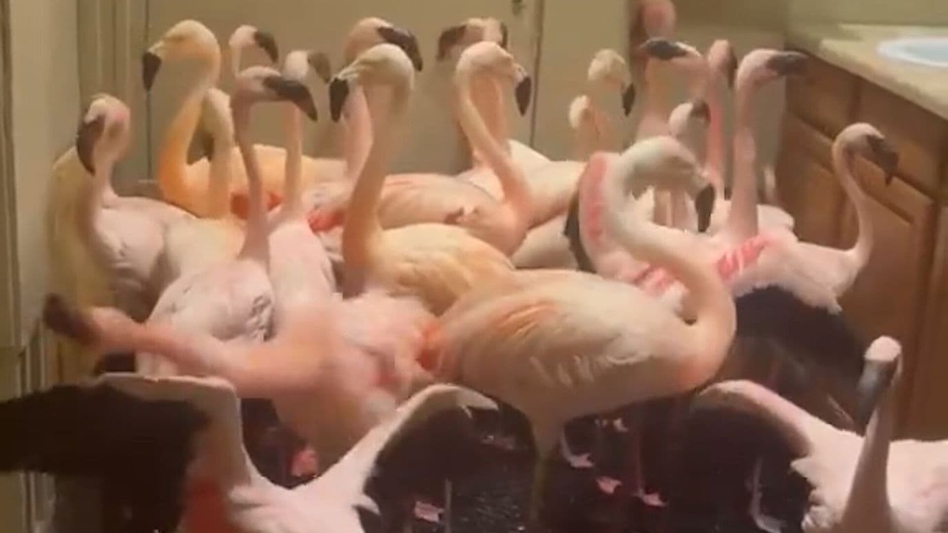 Flamencos se Refugian en un Baño por Huracán Isaias