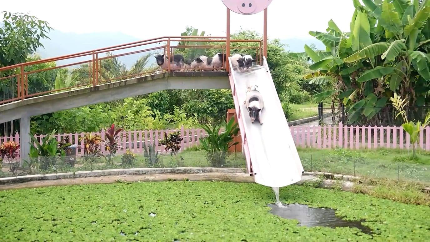 Inauguran Parque Acuático Exclusivo para Cerdos