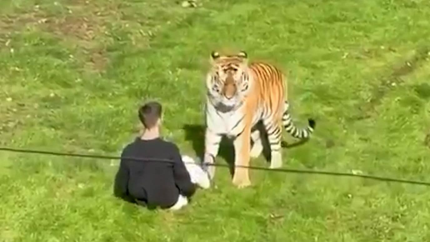 Hombre es Atacado por Tigre al Invadir Zoológico