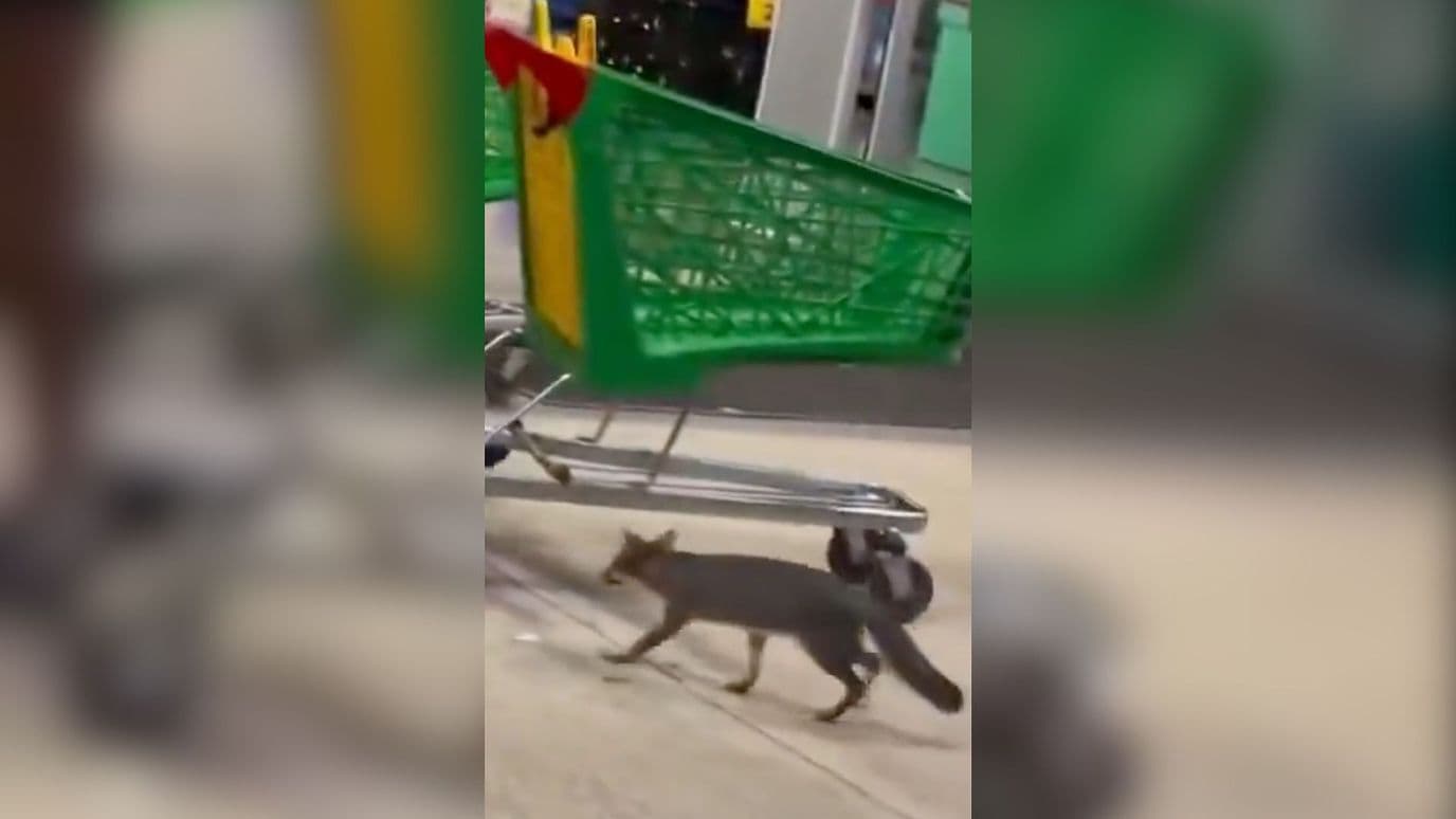 Zorra Gris Apareció en Estacionamiento de Supermercado en Quintana Roo