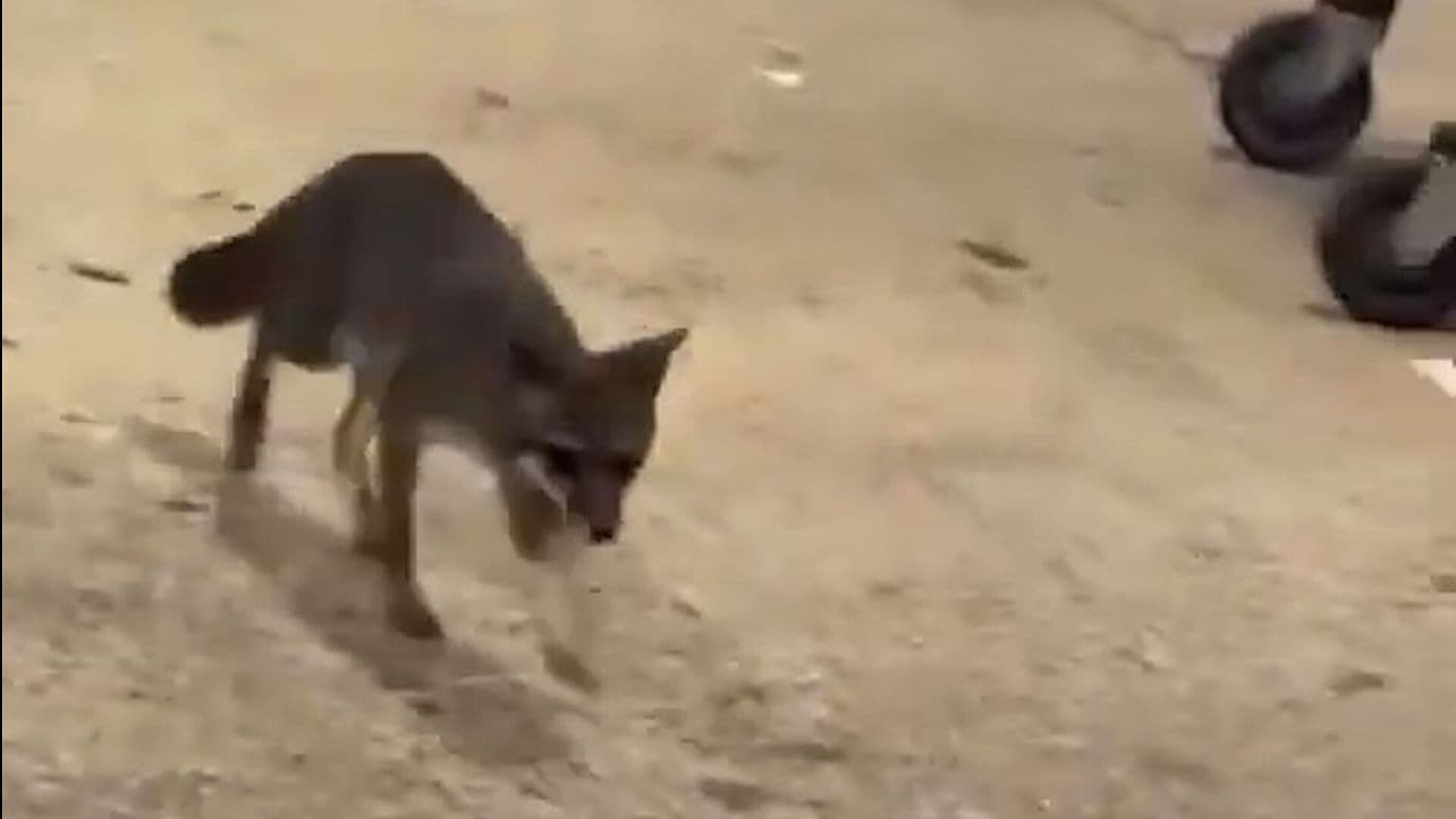 Quintana Roo en Alerta por un Zorro Gris Enfermo