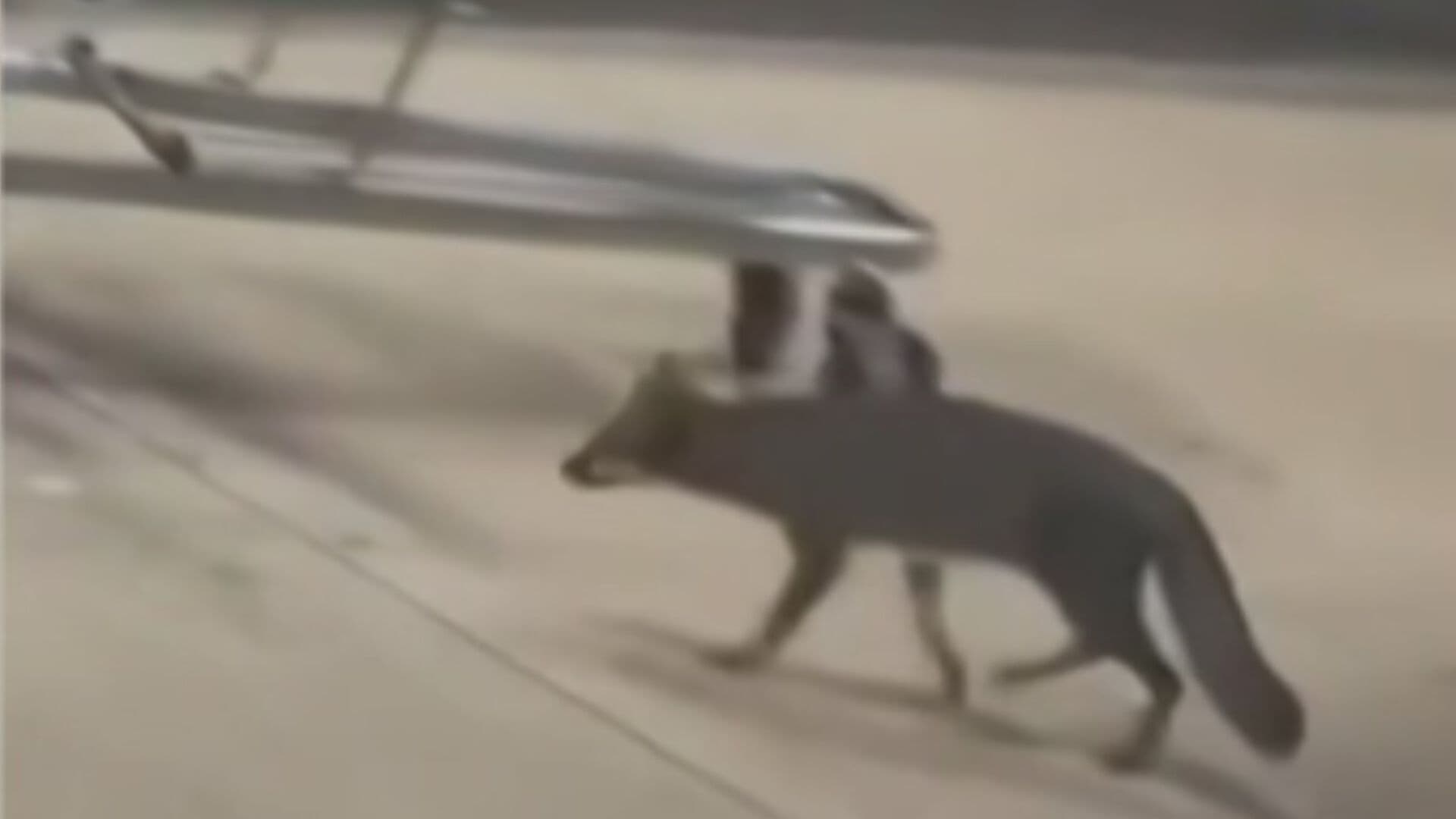 Zorra con Rabia Rasguña a una Niña en Cancún