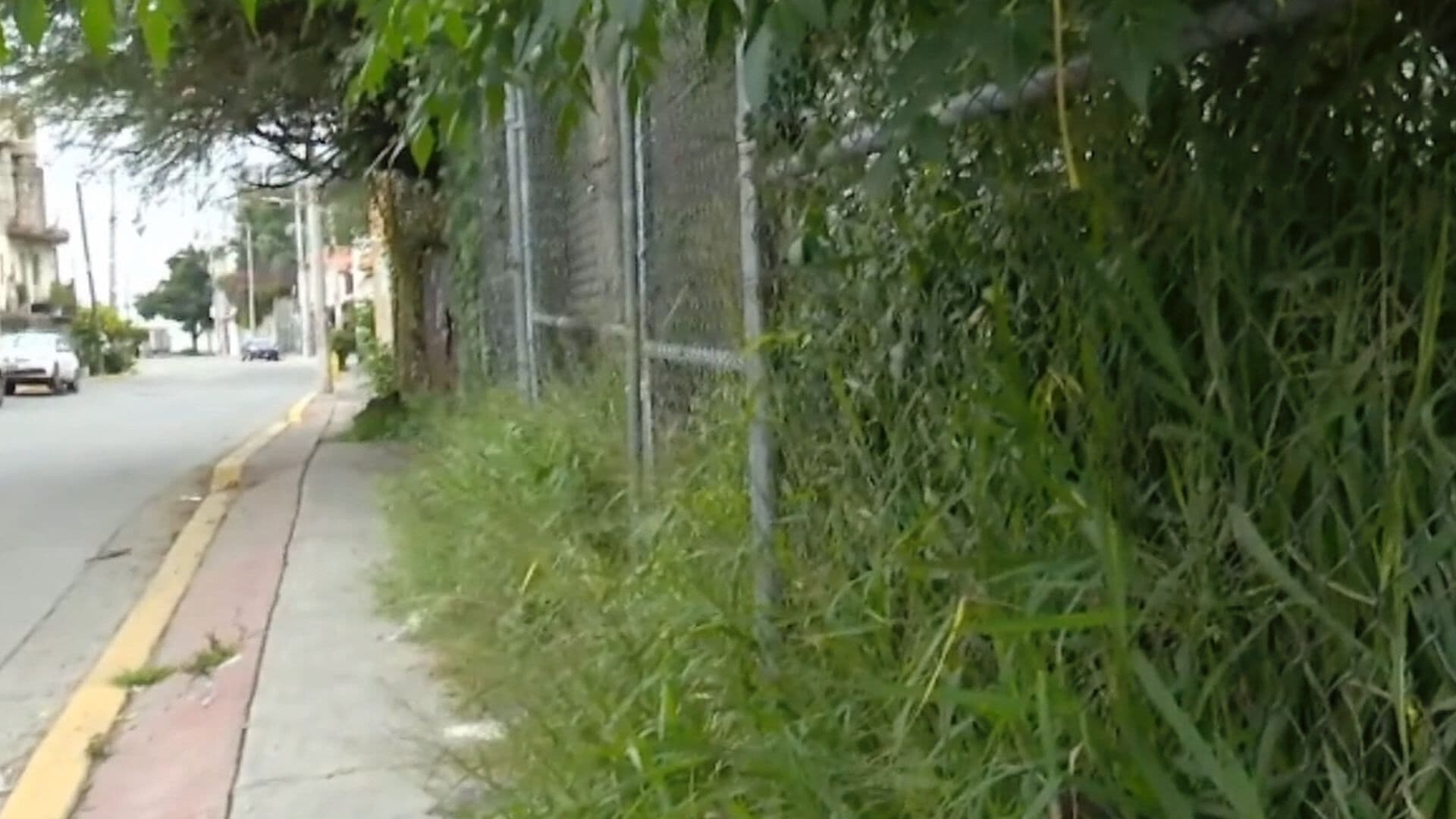 Vecinos Denuncian Terreno en Malas Condiciones y con Hierba Peligrosa en León