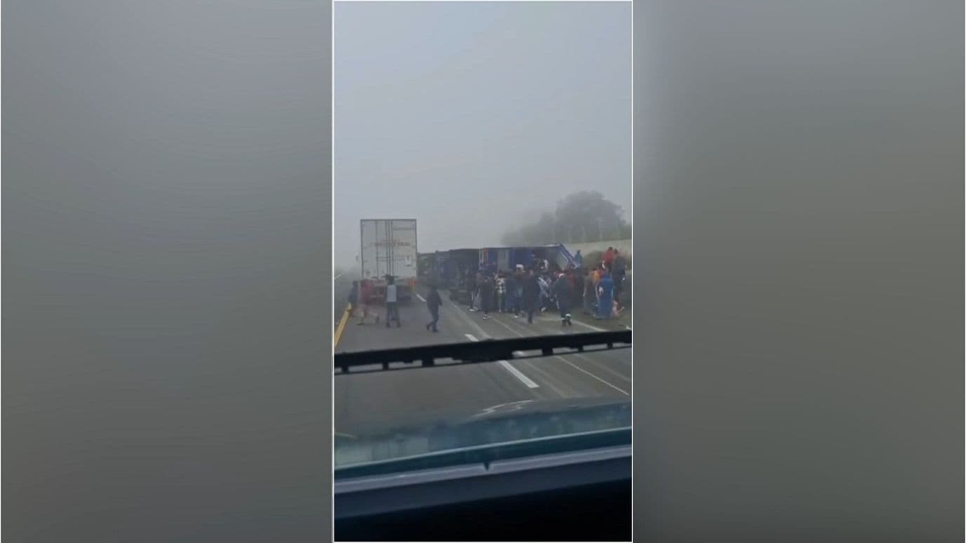 Video | Roban Cerdos que Cayeron tras la Volcadura de un Tráiler en Veracruz