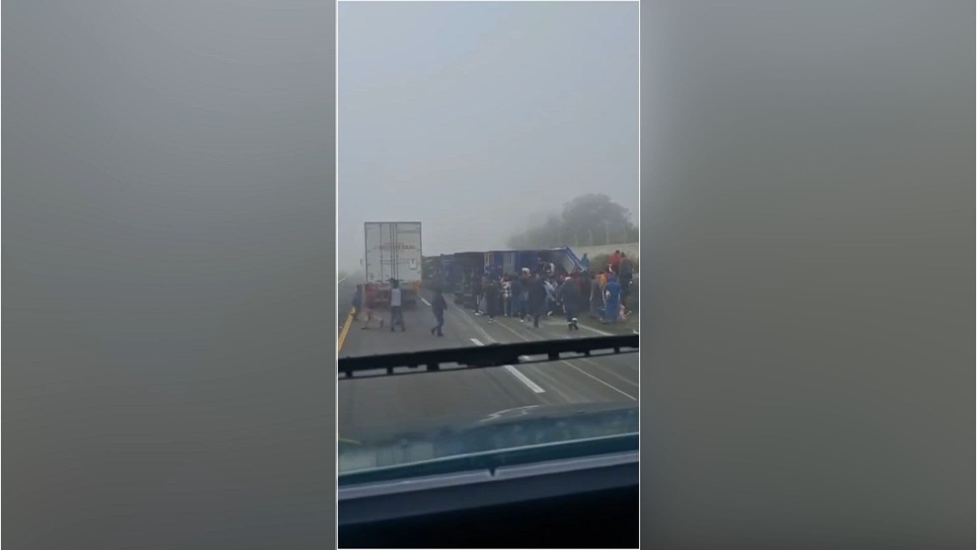 Video | Roban Cerdos que Cayeron tras la Volcadura de un Tráiler en Veracruz