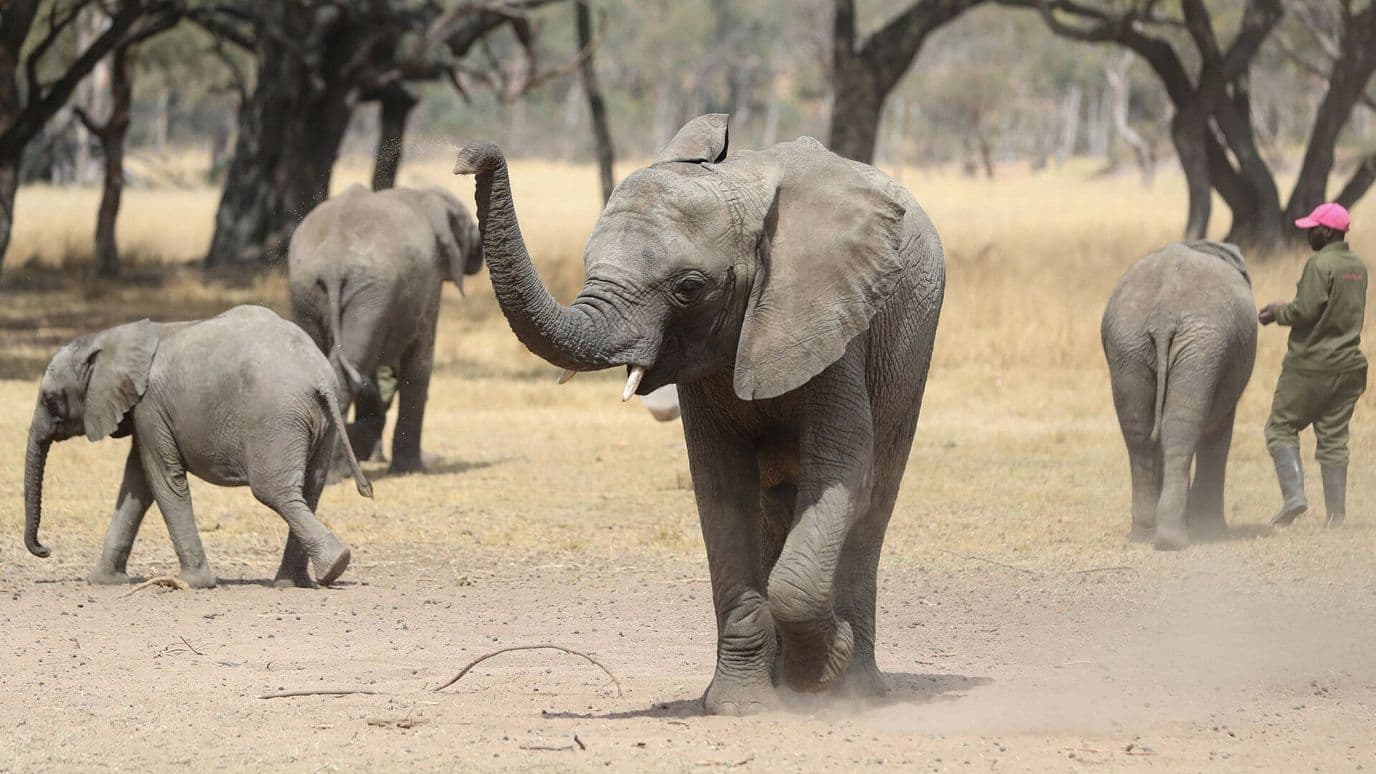 Disminuye Tamaño de la Vida Silvestre a Nivel Mundial: World Wildlife Fund