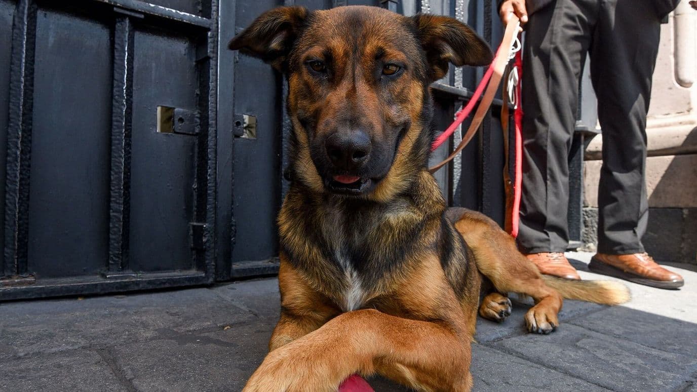 Mascotas en México: Estados con Más y Menos Animales en el Hogar