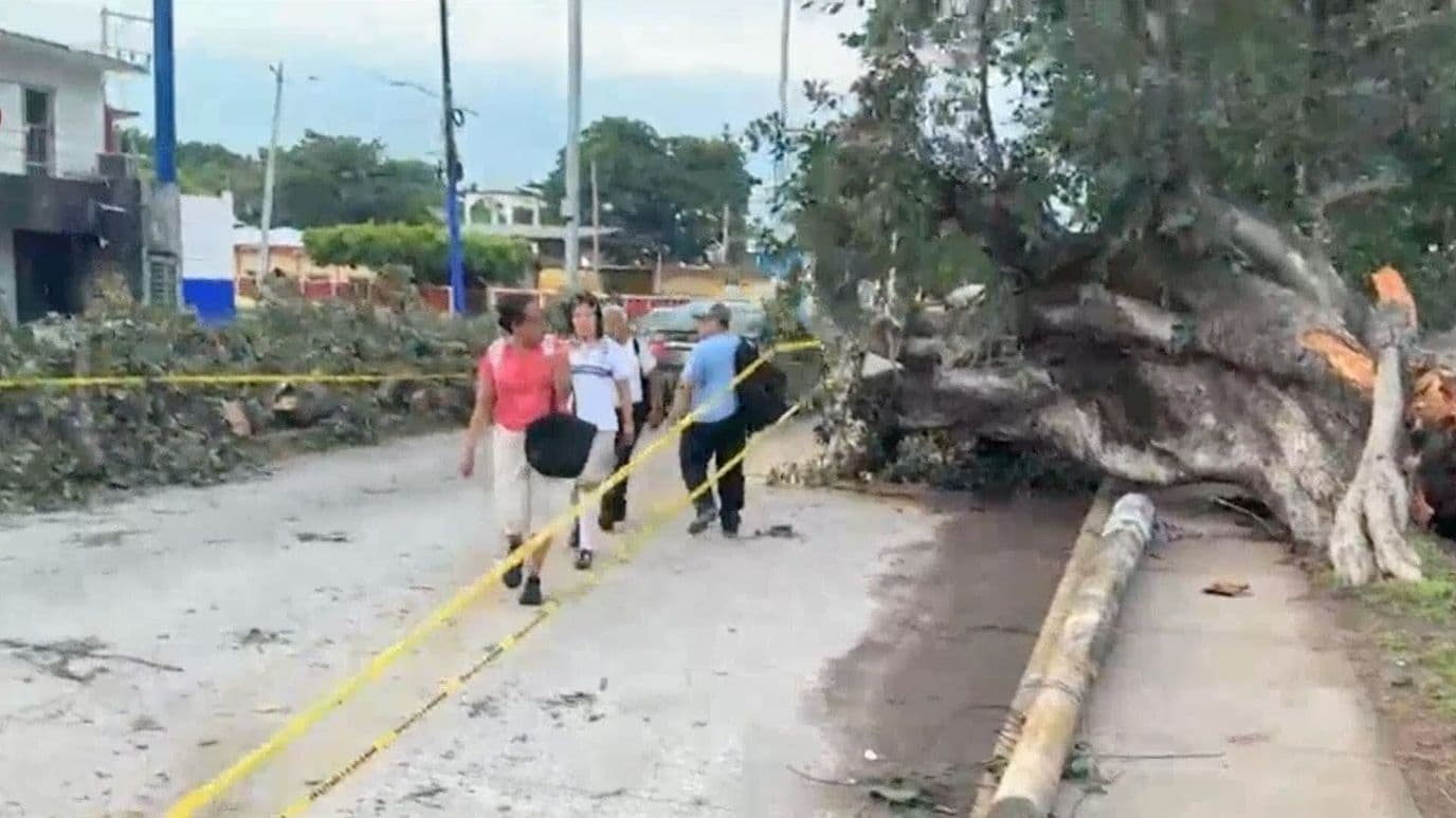 Árbol Cae y Afecta Vialidad en el Camino a Dos Lomas en Veracruz
