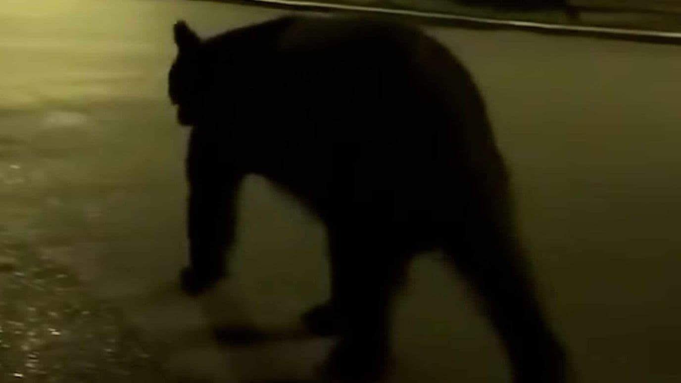 Jóvenes se Encuentran con un Oso al Salir de Gimnasio en Monterrey