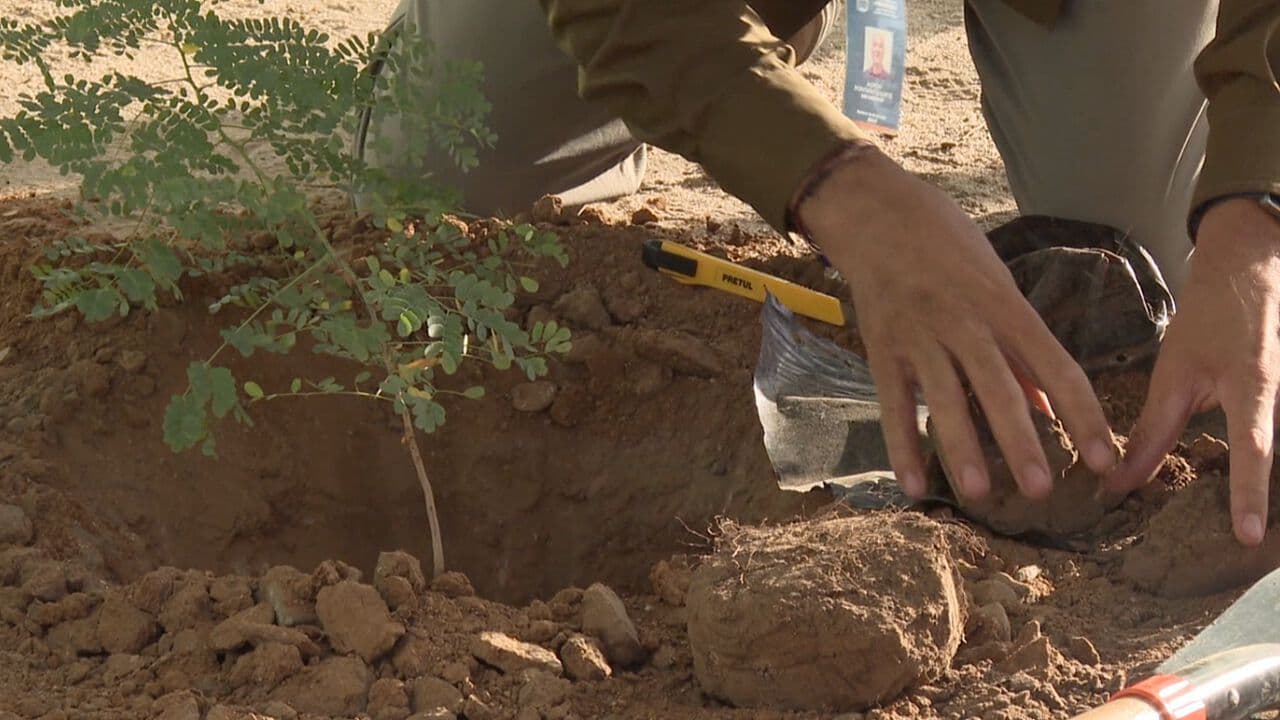 Norponiente de Hermosillo Tiene Retos de Calor por Falta de Árboles