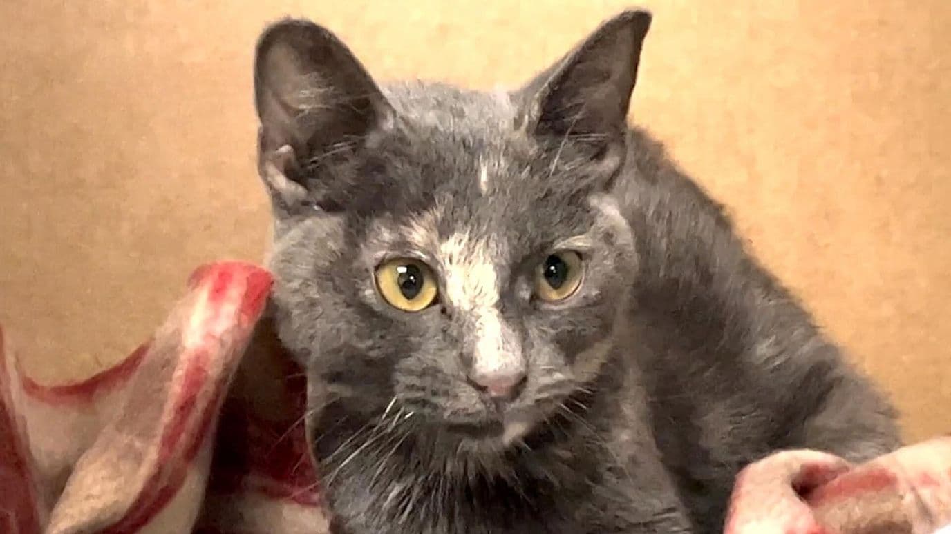 Suspenden Adopciones de Gatos Durante Octubre en Ciudad Juárez