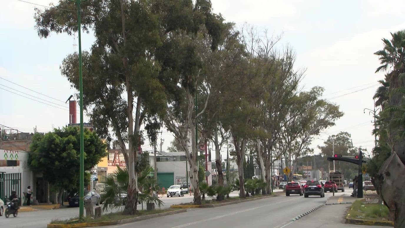 Ayuntamiento de SLP Protegerá Árboles Durante Obra del Puente en Fray Diego