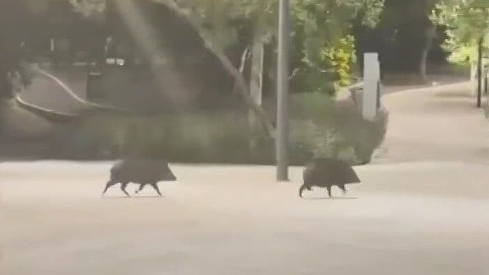 Dan Pecaríes Dan Susto a Mujer en Guadalupe, NL
